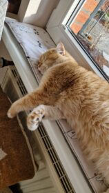 Ich nähe Polster, Unterlagen und vor allem Fensterbankkissen in vielen Wunschgrößen und Wunschlängen zentimetergenau und passgenau aus dem Stoff deiner Wahl.