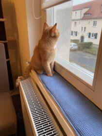 Ich nähe Polster, Unterlagen und vor allem Fensterbankkissen in vielen Wunschgrößen und Wunschlängen zentimetergenau und passgenau aus dem Stoff deiner Wahl.