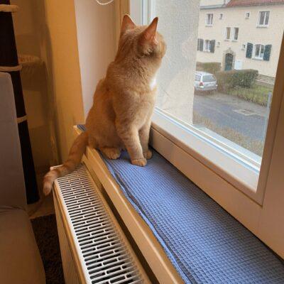 Ich nähe Polster, Unterlagen und vor allem Fensterbankkissen in vielen Wunschgrößen und Wunschlängen zentimetergenau und passgenau aus dem Stoff deiner Wahl.