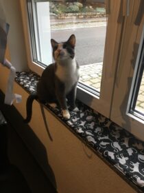 Ich nähe Polster, Unterlagen und vor allem Fensterbankkissen in vielen Wunschgrößen und Wunschlängen zentimetergenau und passgenau aus dem Stoff deiner Wahl.