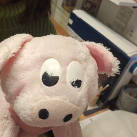 Stofftierrettung und Stofftier Reparatur. Schweinchen kommt in die Klinik