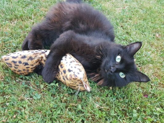 CAT-Noodle – Spielspaß mit natürlicher Füllung Die CAT-Noodle ist ein ca. 20 cm langes und 10 cm breites Katzenspielzeug, gefüllt mit hochwertigen Dinkelspelzen und aromatischer Katzenminze. Die natürliche Füllung sorgt für eine angenehme Haptik, raschelt leicht bei Bewegung und animiert Ihre Katze zum Spielen, Werfen und Festhalten. Durch die flexible, längliche Form eignet sich die Noodle ideal zum Treten mit den Hinterpfoten und zum Herumtragen. Ein langlebiges, nachhaltiges Spielzeug für aktive Katzen – mit extra Duftanreiz für noch mehr Beschäftigung.