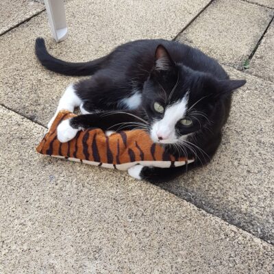 CAT-Noodle – Spielspaß mit natürlicher Füllung Die CAT-Noodle ist ein ca. 20 cm langes und 10 cm breites Katzenspielzeug, gefüllt mit hochwertigen Dinkelspelzen und aromatischer Katzenminze. Die natürliche Füllung sorgt für eine angenehme Haptik, raschelt leicht bei Bewegung und animiert Ihre Katze zum Spielen, Werfen und Festhalten. Durch die flexible, längliche Form eignet sich die Noodle ideal zum Treten mit den Hinterpfoten und zum Herumtragen. Ein langlebiges, nachhaltiges Spielzeug für aktive Katzen – mit extra Duftanreiz für noch mehr Beschäftigung.