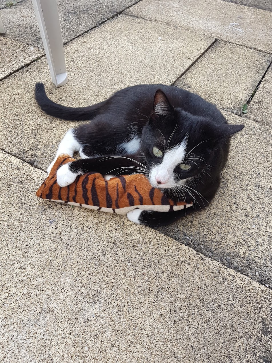 CAT-Noodle – Spielspaß mit natürlicher Füllung Die CAT-Noodle ist ein ca. 20 cm langes und 10 cm breites Katzenspielzeug, gefüllt mit hochwertigen Dinkelspelzen und aromatischer Katzenminze. Die natürliche Füllung sorgt für eine angenehme Haptik, raschelt leicht bei Bewegung und animiert Ihre Katze zum Spielen, Werfen und Festhalten. Durch die flexible, längliche Form eignet sich die Noodle ideal zum Treten mit den Hinterpfoten und zum Herumtragen. Ein langlebiges, nachhaltiges Spielzeug für aktive Katzen – mit extra Duftanreiz für noch mehr Beschäftigung.