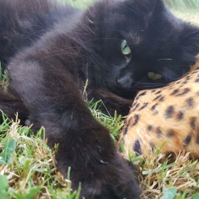 CAT-Noodle – Spielspaß mit natürlicher Füllung Die CAT-Noodle ist ein ca. 20 cm langes und 10 cm breites Katzenspielzeug, gefüllt mit hochwertigen Dinkelspelzen und aromatischer Katzenminze. Die natürliche Füllung sorgt für eine angenehme Haptik, raschelt leicht bei Bewegung und animiert Ihre Katze zum Spielen, Werfen und Festhalten. Durch die flexible, längliche Form eignet sich die Noodle ideal zum Treten mit den Hinterpfoten und zum Herumtragen. Ein langlebiges, nachhaltiges Spielzeug für aktive Katzen – mit extra Duftanreiz für noch mehr Beschäftigung.