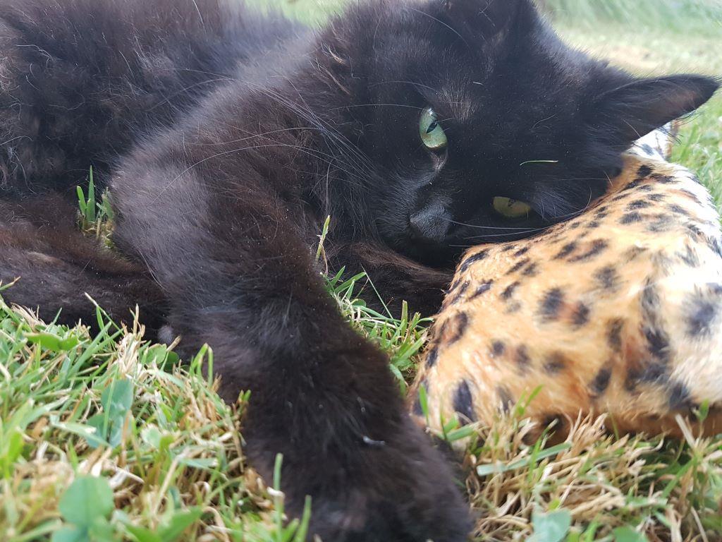 CAT-Noodle – Spielspaß mit natürlicher Füllung Die CAT-Noodle ist ein ca. 20 cm langes und 10 cm breites Katzenspielzeug, gefüllt mit hochwertigen Dinkelspelzen und aromatischer Katzenminze. Die natürliche Füllung sorgt für eine angenehme Haptik, raschelt leicht bei Bewegung und animiert Ihre Katze zum Spielen, Werfen und Festhalten. Durch die flexible, längliche Form eignet sich die Noodle ideal zum Treten mit den Hinterpfoten und zum Herumtragen. Ein langlebiges, nachhaltiges Spielzeug für aktive Katzen – mit extra Duftanreiz für noch mehr Beschäftigung.